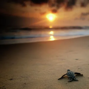 Leatherback Turtle (Dermochelys coriacea) hatchling crossing a beach to get to the sea