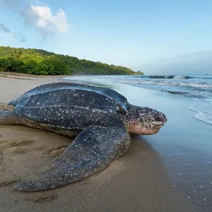 Leatherback turtle (Dermochelys coriacea) female, returning to sea after laying eggs in nest on beach, Grande Riviere, Trinidad Island, Trinidad & Tobago, Caribbean Leatherback turtle (Dermochelys coriacea) female, returning to sea after laying eggs in nest on beach, Grande Riviere, Trinidad Island, Trinidad & Tobago, Caribbean