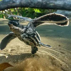 La tortue luth (Dermochelys coriacea) alevin, nageant avec vigueur dans une mare d'eau de pluie en direction de la mer juste après avoir quitté le nid, Grande Rivière, île Trinidad, Trinité-et-Tobago, Caraïbes. La tortue luth (Dermochelys coriacea) alevin, nageant avec vigueur dans une mare d'eau de pluie en direction de la mer juste après avoir quitté le nid, Grande Rivière, île Trinidad, Trinité-et-Tobago, Caraïbes.