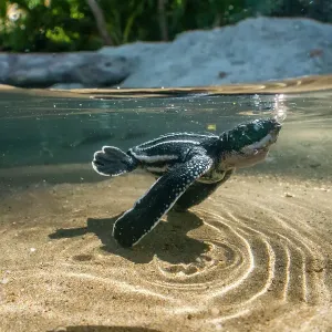 Leatherback turtle (Dermochelys coriacea) newly emerged hatchling swimming across a rainwater pool toward the sea, Grande Riviere, Trinidad Island, Trinidad & Tobago, Caribbean Leatherback turtle (Dermochelys coriacea) newly emerged hatchling swimming across a rainwater pool toward the sea, Grande Riviere, Trinidad Island, Trinidad & Tobago, Caribbean