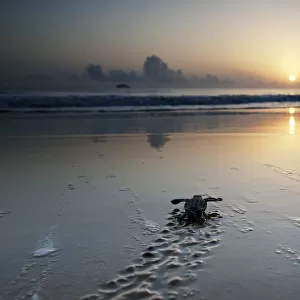 Leatherback Turtle Hatchling (Dermochelys coriacea) crossing a beach towards the sea at dawn