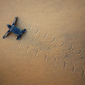 Leatherback Turtle Hatchling Print, Cayenne Beach Scene Leatherback Turtle Hatchling Print, Cayenne Beach Scene