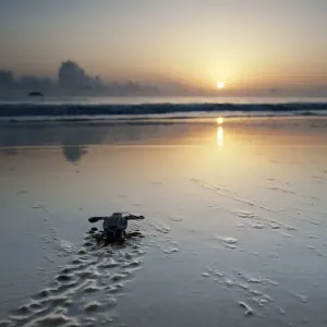 Leatherback Turtle Hatchling Print Leatherback Turtle Hatchling Print