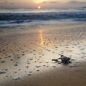 Leatherback Turtle Hatchling Print Leatherback Turtle Hatchling Print