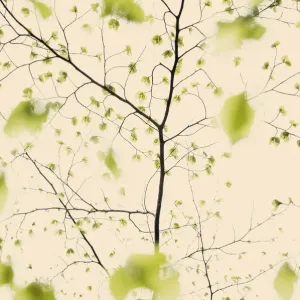 European Beech Tree Leaves Emerging Print