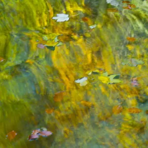 Leaves floating on water with colourful reflections, Plitvice Lakes National Park