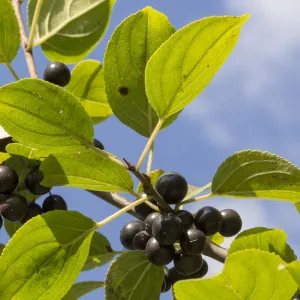 Leaves and fruits of Common buckthorn (Rhamnus cathartica) Cambridgeshire, UK. September