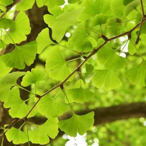 Ginkgo biloba Print, Tangjiahe National Nature Reserve Ginkgo biloba Print, Tangjiahe National Nature Reserve
