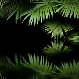 Leaves with reflection in water, Amazon Rainforest, Cuyabeno National Park, Sucumbios