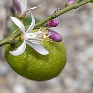 Lemon (Citrus limon) flower, buds and fruit, Umbria, Italy. June