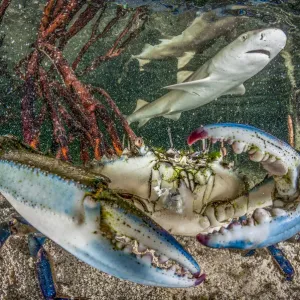 Lemon shark juvenile (Negaprion brevirostris) swimming in mangrove habitat near blue crab Lemon shark juvenile (Negaprion brevirostris) swimming in mangrove habitat near blue crab