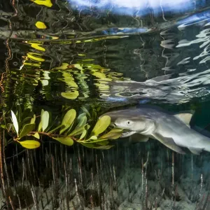 Print of a Lemon shark juvenile attempting to feed on red mangrove leaves Print of a Lemon shark juvenile attempting to feed on red mangrove leaves