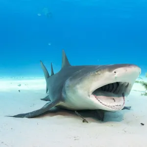 Lemon shark (Negaprion brevirostris) adult resting and allowing a small cleaner wrasse