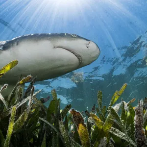 Lemon shark (Negaprion brevirostris) hunting over Turtlegrass (Thalassia testudinum