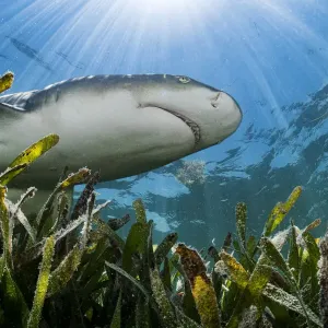 Lemon Shark Hunting Over Seagrass Print Lemon Shark Hunting Over Seagrass Print