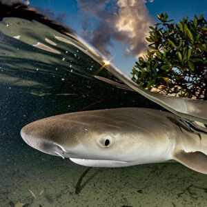 Lemon shark pup (Negaprion brevirostris) in mangrove forest which acts as a nursery
