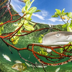 Lemon shark pup (Negaprion brevirostris) in mangrove forest which acts as a nursery