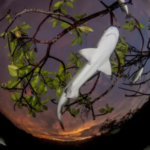 Lemon shark pup (Negaprion brevirostris) in mangrove forest which acts as a nursery Lemon shark pup (Negaprion brevirostris) in mangrove forest which acts as a nursery