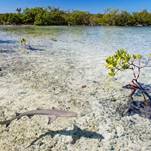 Lemon shark pups (Negaprion brevirostris) spend the first 5-8 years of their life