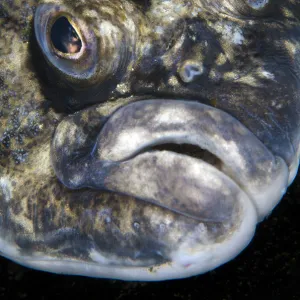 Lemon sole (Microstomus kitt) portrait. Gardur, south west Iceland. North Atlantic Ocean