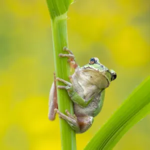 Lemon-yellow tree frog (Hyla savignyi) climbing up grass stem. Cyprus. April