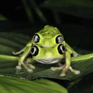 Critically endangered Lemur leaf frog mating pair print Critically endangered Lemur leaf frog mating pair print