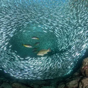 Leopard grouper (Mycteroperca rosacea) and Dentex (Dentex dentex) hunting a huge school of Sardines (Sardina pilchardus) in shallow water, Espiritu Santo archipelago, Sea of Cortez, Mexico Leopard grouper (Mycteroperca rosacea) and Dentex (Dentex dentex) hunting a huge school of Sardines (Sardina pilchardus) in shallow water, Espiritu Santo archipelago, Sea of Cortez, Mexico