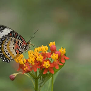 Leopard lacewing (Cethosia cyane) nectaring on Tropical milkweed / Bloodflower (Asclepias