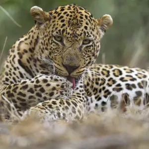 Leopard Print - Adult with Scar Licking Paw Leopard Print - Adult with Scar Licking Paw