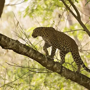 Leopard (Panthera pardus) climbing in tree. Kabini, Nagarhole National Park, Karnataka, India