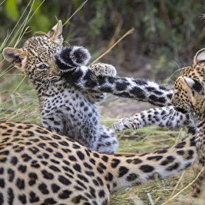 Leopard (Panthera pardus) cub age six weeks, playing with mothers tail, Jao Reserve
