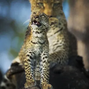 Le léopard (Panthera pardus) cub regardant vers les oiseaux (hors champ) avec sa mère en arrière-plan. Le léopard (Panthera pardus) cub regardant vers les oiseaux (hors champ) avec sa mère en arrière-plan.