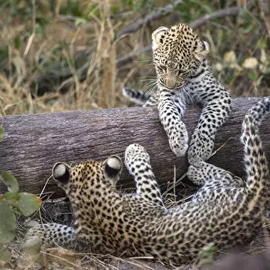 Leopard (Panthera pardus) cubs age four months playing, Jao Reserve, Okavango, Botswana