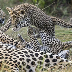 Leopard (Panthera pardus) cubs age six weeks, playing, Jao Reserve, Okavango, Botswana