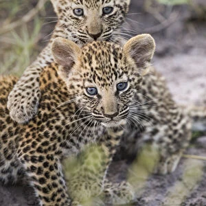 Leopard (Panthera pardus) cubs age five weeks, , Jao Reserve, Okavango, Botswana