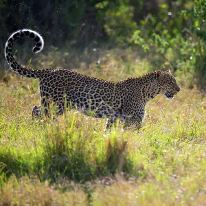 Leopard Female in Morning Sunlight Print, Kenya. Art Prints