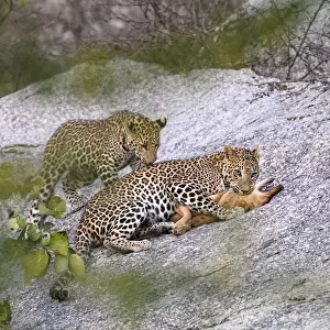 Leopard (Panthera pardus) female with one of its cubs, killing a feral / domestic