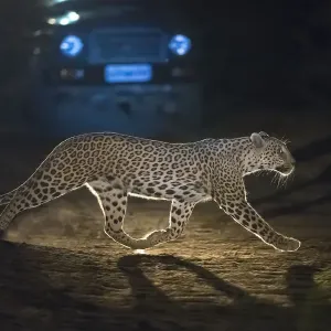 Leopard Print, Night Road Crossing, Rajasthan Leopard Print, Night Road Crossing, Rajasthan