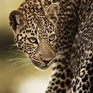 Leopard (Panthera pardus), Masai Mara National Park, Kenya. July