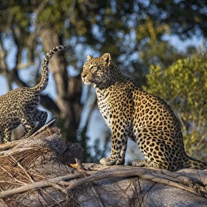 Leopard (Panthera pardus) mother and cub age four months, Jao Reserve, Okavango