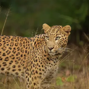 Leopard (Panthera pardus) standing in grassland, India Leopard (Panthera pardus) standing in grassland, India