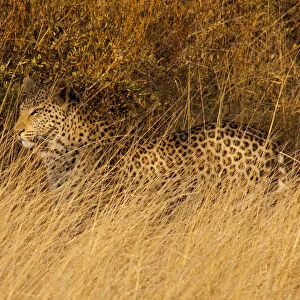 Leopard (Panthera pardus) walking through dry grassland, Erindi Game Reserve, Namibia