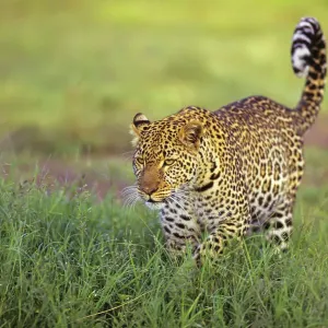 Leopardo (Panthera pardus) caminando por hierba, Reserva Nacional Masai Mara, Kenia, África Oriental. Leopardo (Panthera pardus) caminando por hierba, Reserva Nacional Masai Mara, Kenia, África Oriental.