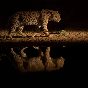 Leopard Print: Dusk Reflection at Water's Edge Leopard Print: Dusk Reflection at Water's Edge