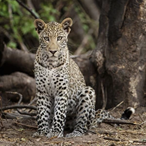 Leopard (Panthera pardus) young adult, Chobe National Park Botswana
