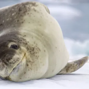 Leopard Seal (Hydrurga leptonyx) resting on iceberg, Antarctica, February