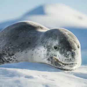 Leopard seal (Hydrurga leptonyx) resting in an iceberg, Port Charcot, Antarctic Peninsula Leopard seal (Hydrurga leptonyx) resting in an iceberg, Port Charcot, Antarctic Peninsula