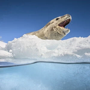 Leopard seal (Hydrurga leptonyx) resting over an iceberg, Antarctic Peninsula, Antarctica