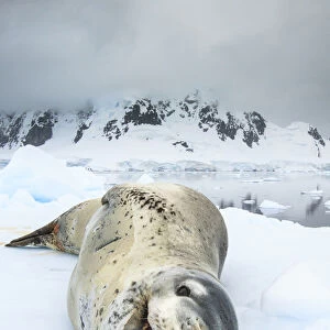 Leopard seal (Hydrurga leptonyx) resting over an iceberg, Antarctic Peninsula, Antarctica