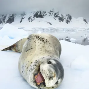 Leopard seal (Hydrurga leptonyx) resting over an iceberg, Antarctic Peninsula, Antarctica Leopard seal (Hydrurga leptonyx) resting over an iceberg, Antarctic Peninsula, Antarctica